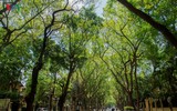 [ẢNH] Lạc lối giữa những con đường lãng mạn như phim trường